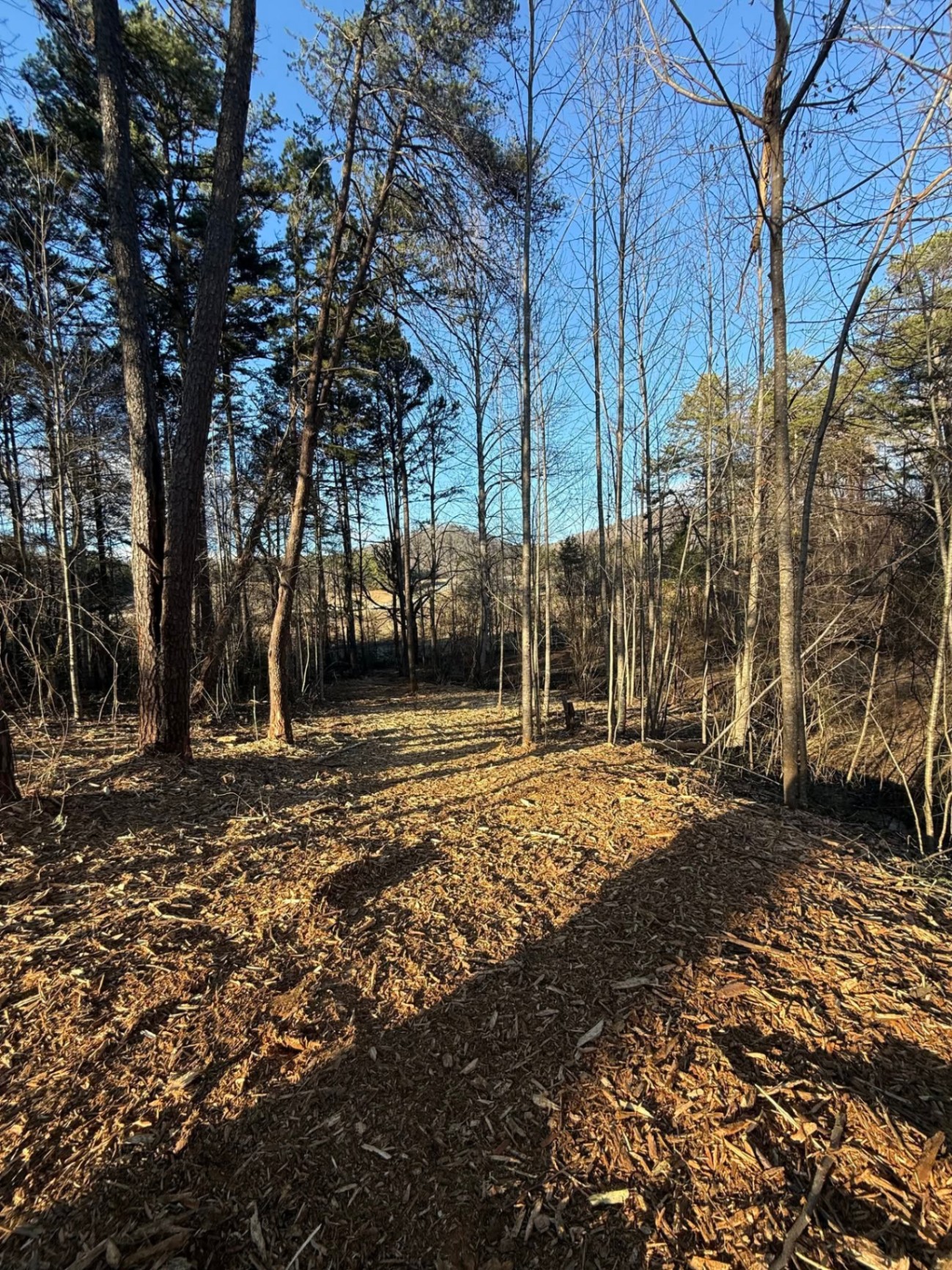 Wooded lot after underbrushing and forestry mulching